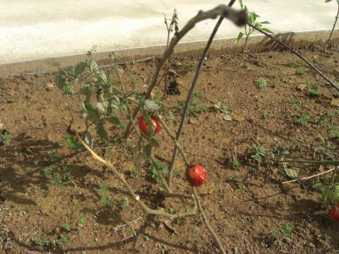 Só um tomateiro sobreviveu mas está a dar um tomate